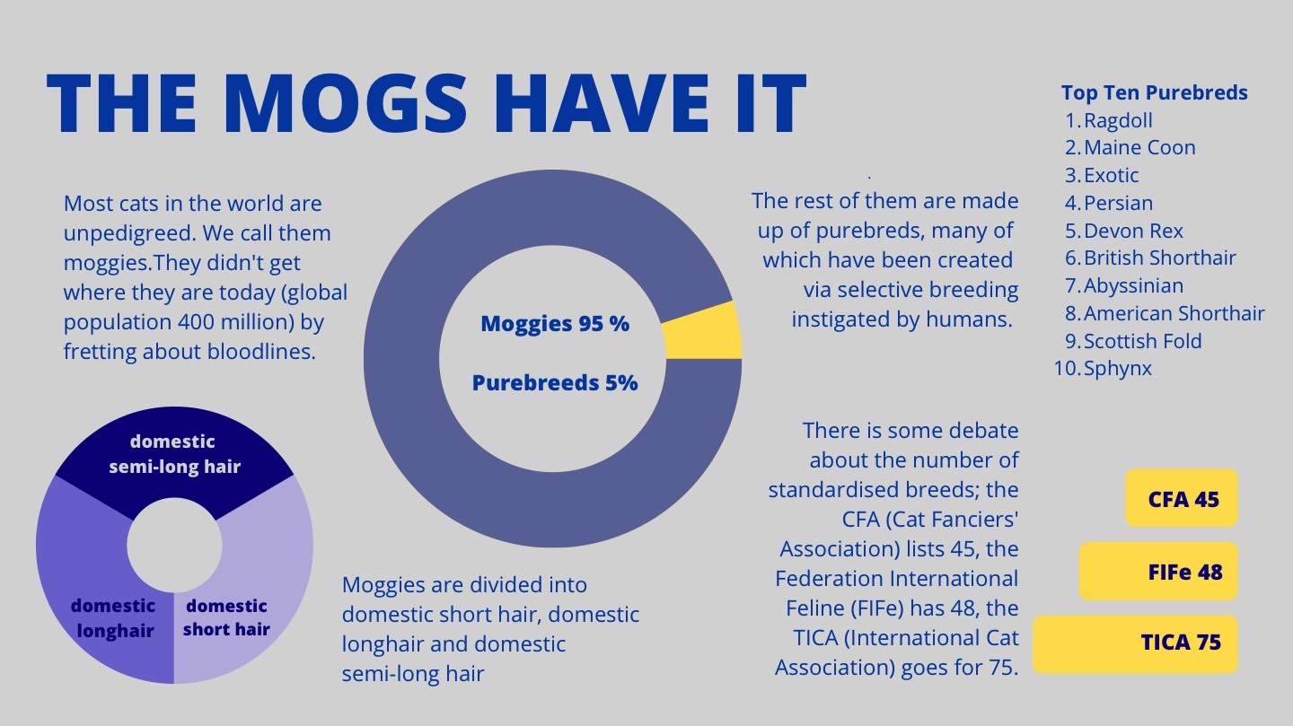 Infographic Cats Moggie Data Clowder Press