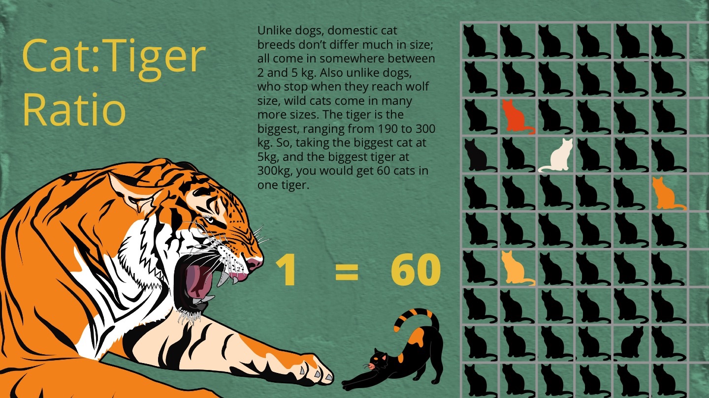 Infographic Cat Tiger  Clowder Press