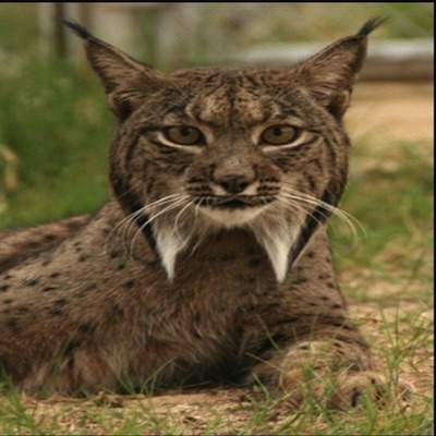 Iberian lynx new-old cat