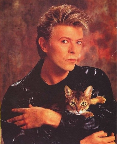 Ziggy  Stardust,David Bowie and Clowder Press Musical Cats