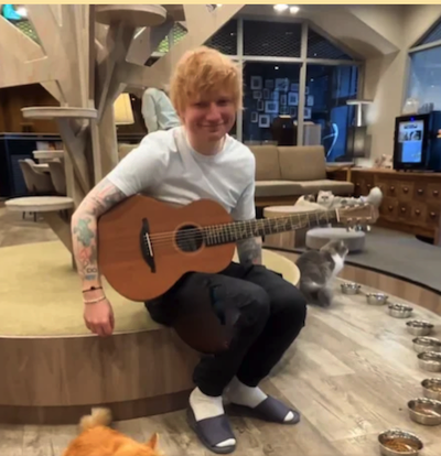 ed-sheeran and his japanese cats